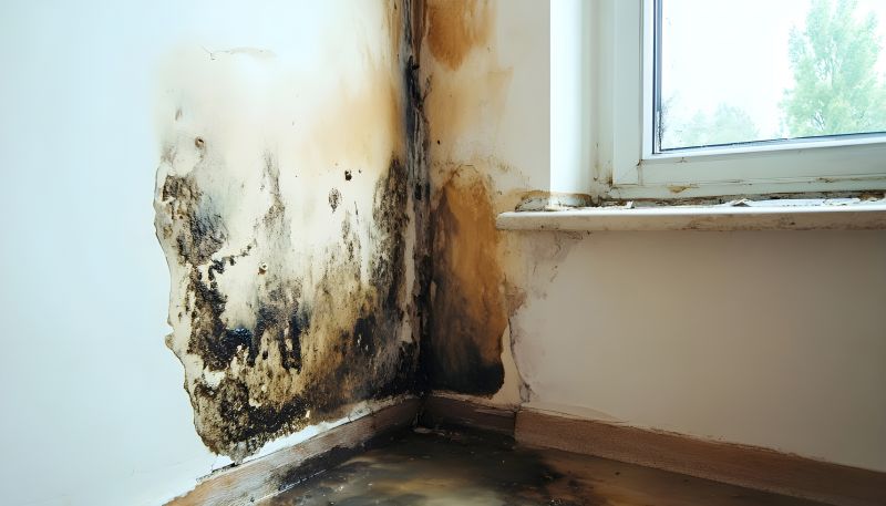 Attic Mold Remediation in Dallas, TX