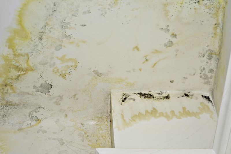 Attic Mold Remediation in Boca Raton, FL