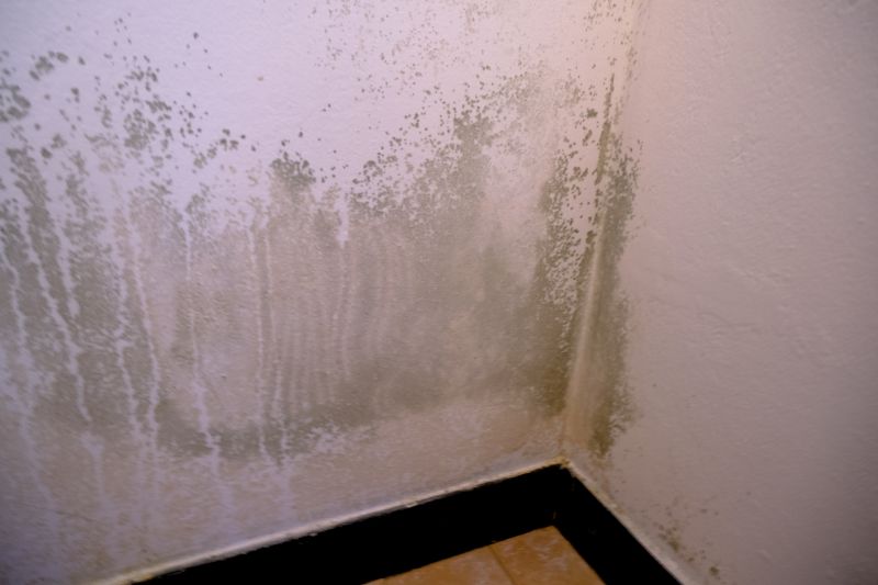 Attic Mold Removal in Fort Worth, TX