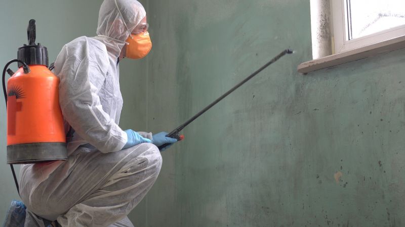 Black Mold Removal in Frisco, TX