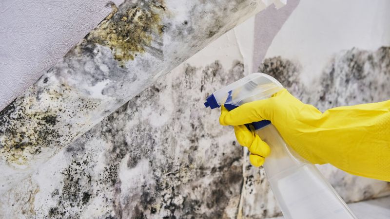 Black Mold Removal in Essex County, NJ