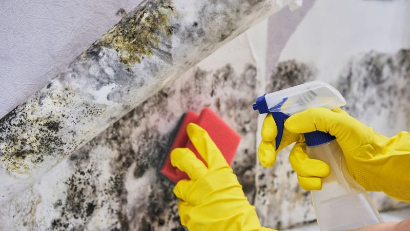 Mold Abatement in Bergen County, NJ
