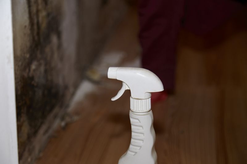 Mold Cleanup Service in West Palm Beach, FL