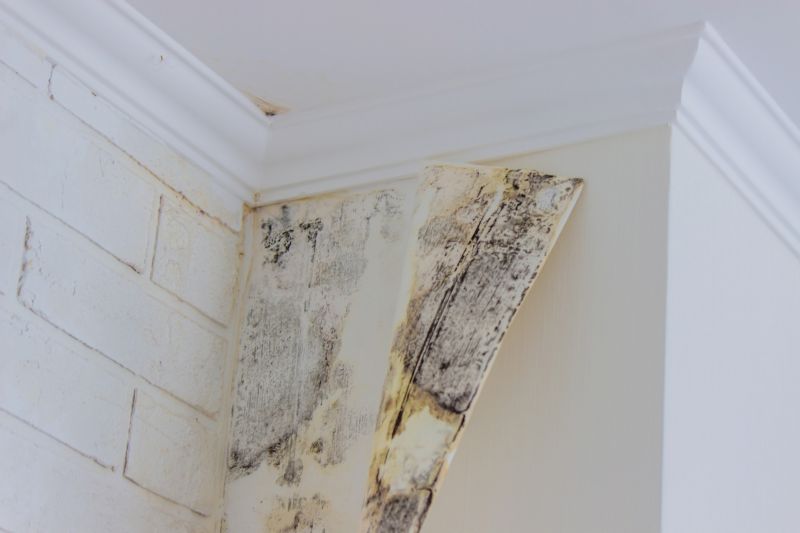 Mold Cleanup Service in Fort Lauderdale, FL