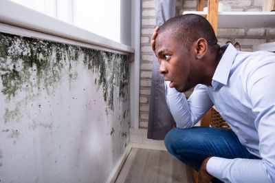 Mold Inspection And Removal in Palm Beach County, FL