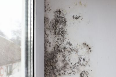 White Mold Mitigation in Bergen County, NJ