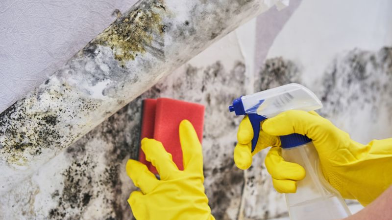 Mold Treatment Service in Essex County, NJ